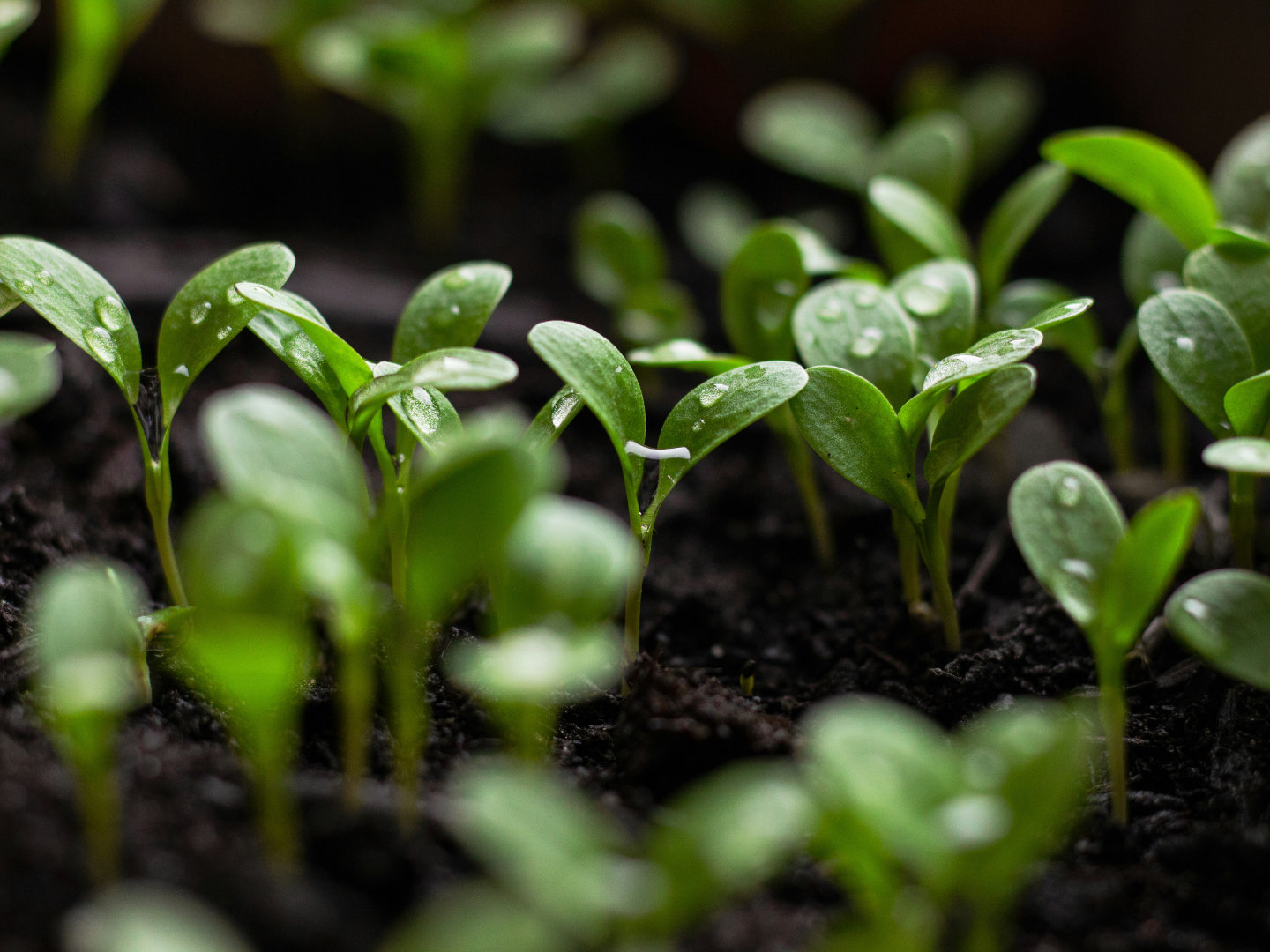 Developing a Climate Project?