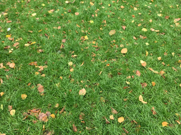 Stockholm grass